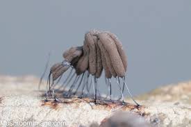 Attēlu rezultāti vaicājumam “Stemonitopsis amoena”