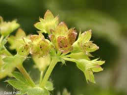 Attēlu rezultāti vaicājumam “Alchemilla subcrenata  flower”