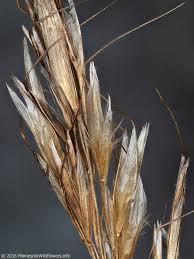 Attēlu rezultāti vaicājumam “Helictotrichon pubescens”