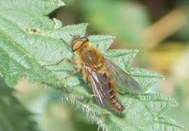 Attēlu rezultāti vaicājumam “Therevidae”