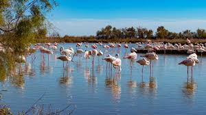 Image result for parque natural de camargue