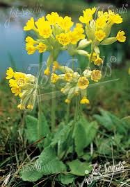 Attēlu rezultāti vaicājumam “Primula veris fruit”