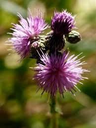 Attēlu rezultāti vaicājumam “Cirsium heterophyllum leaf”
