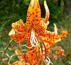 Attēlu rezultāti vaicājumam “Lilium martagon flower”