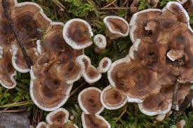 Attēlu rezultāti vaicājumam “Phellodon tomentosus”