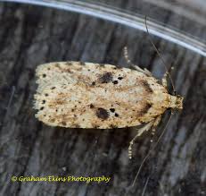 Attēlu rezultāti vaicājumam “Agonopterix aranella”