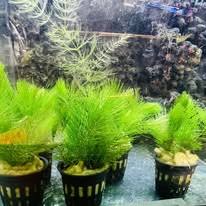 「金魚藻」的圖片搜尋結果