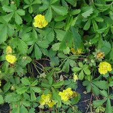 Attēlu rezultāti vaicājumam “Potentilla reptans flower”
