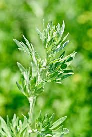 Attēlu rezultāti vaicājumam “Artemisia absinthium leaf”