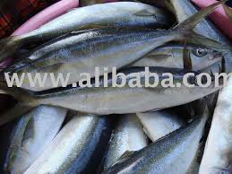 Image result for Elagatis bipinnulata