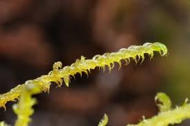 Attēlu rezultāti vaicājumam “Scorpidium cossonii”