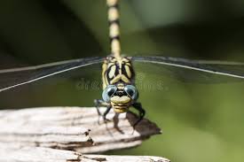 Attēlu rezultāti vaicājumam “Onychogomphus forcipatus”