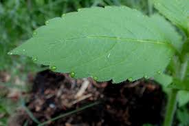 Attēlu rezultāti vaicājumam “Galeopsis bifida leaf”