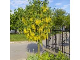 Image result for Laburnum anagyroides