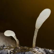 Attēlu rezultāti vaicājumam “Craterium aureum”