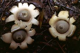 Attēlu rezultāti vaicājumam “Geastrum”