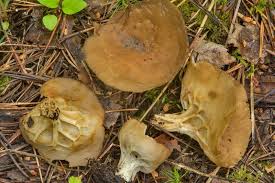 Attēlu rezultāti vaicājumam “Helvella acetabulum”