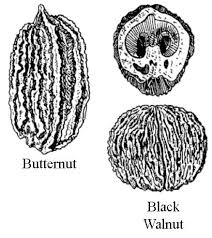 Attēlu rezultāti vaicājumam “Juglans cinerea fruit”