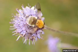 Attēlu rezultāti vaicājumam “Arctophila superbiens”