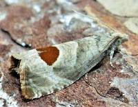 Attēlu rezultāti vaicājumam “Notocelia uddmanniana”