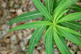 Attēlu rezultāti vaicājumam “Epilobium angustifolium leaf”