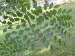Attēlu rezultāti vaicājumam “Gymnocladus dioicus leaf”