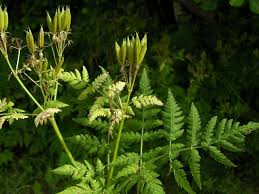 Image result for Myrrhis odorata