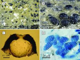 Attēlu rezultāti vaicājumam “Petractis sp.”