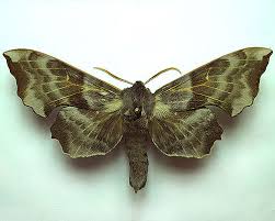 Attēlu rezultāti vaicājumam “Laothoe amurensis”