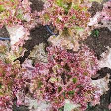 Attēlu rezultāti vaicājumam “Lactuca sativa flower”