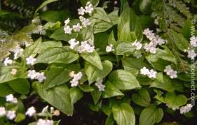 Image result for Omphalodes verna