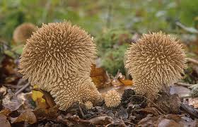 Attēlu rezultāti vaicājumam “Lycoperdon echinatum”