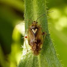 Attēlu rezultāti vaicājumam “Lygus pratensis”