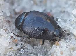 Attēlu rezultāti vaicājumam “Hypocaccus rugiceps”