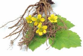 Attēlu rezultāti vaicājumam “Potentilla erecta bud”