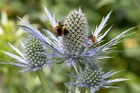 Image result for Edeldistel