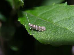Attēlu rezultāti vaicājumam “Argyresthia semifusca”