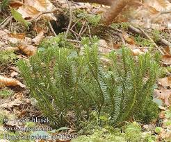 Attēlu rezultāti vaicājumam “Huperzia selago”