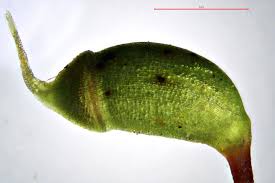 Attēlu rezultāti vaicājumam “Oxyrrhynchium hians var. rigidum macro”