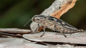 Attēlu rezultāti vaicājumam “Chalcophora mariana”