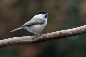 Attēlu rezultāti vaicājumam “Poecile montanus”