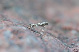 Attēlu rezultāti vaicājumam “Gracillaria syringella”