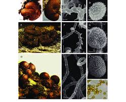 Attēlu rezultāti vaicājumam “Perichaena depressa sessile”