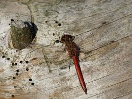 Attēlu rezultāti vaicājumam “Sympetrum vulgatum male”
