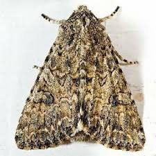 Attēlu rezultāti vaicājumam “Hadula trifolii”