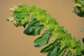 Attēlu rezultāti vaicājumam “Hyoscyamus niger fruit”