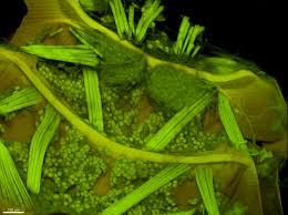 Attēlu rezultāti vaicājumam “Liceaceae”