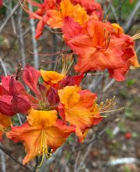 Attēlu rezultāti vaicājumam “Rhododendron calendulaceum flower”
