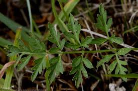 Attēlu rezultāti vaicājumam “Laserpitium prutenicum”