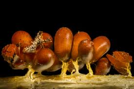 Attēlu rezultāti vaicājumam “Leocarpus fragilis spores”